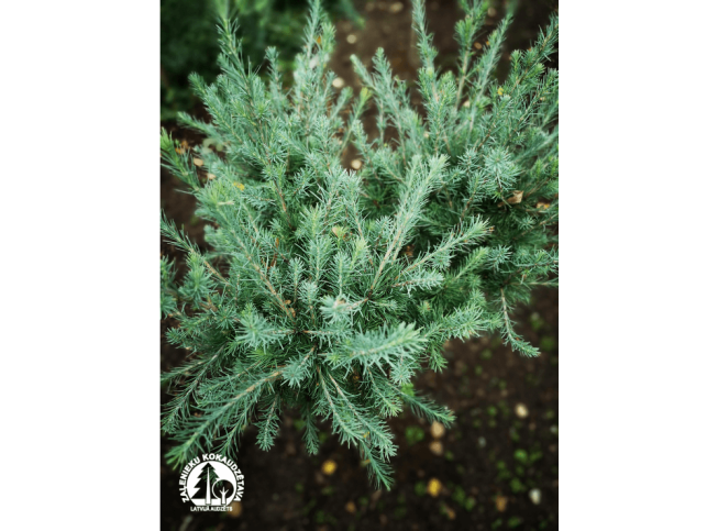Larix kaempferi   'New Port'